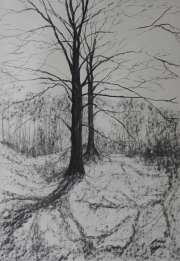 Beech-trees-charcoal