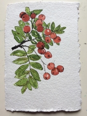 Pen-and-wash-autumn-leaves-and-berries-workshop-1