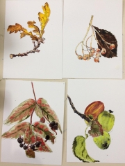 Pen-and-wash-autumn-leaves-and-berries-workshop-2